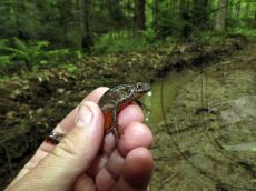 Тритон-малоазиатский_самка_2